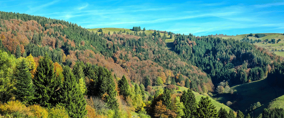 Schwarzwald