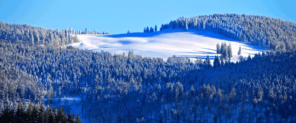 Schwarzwald im Schnee